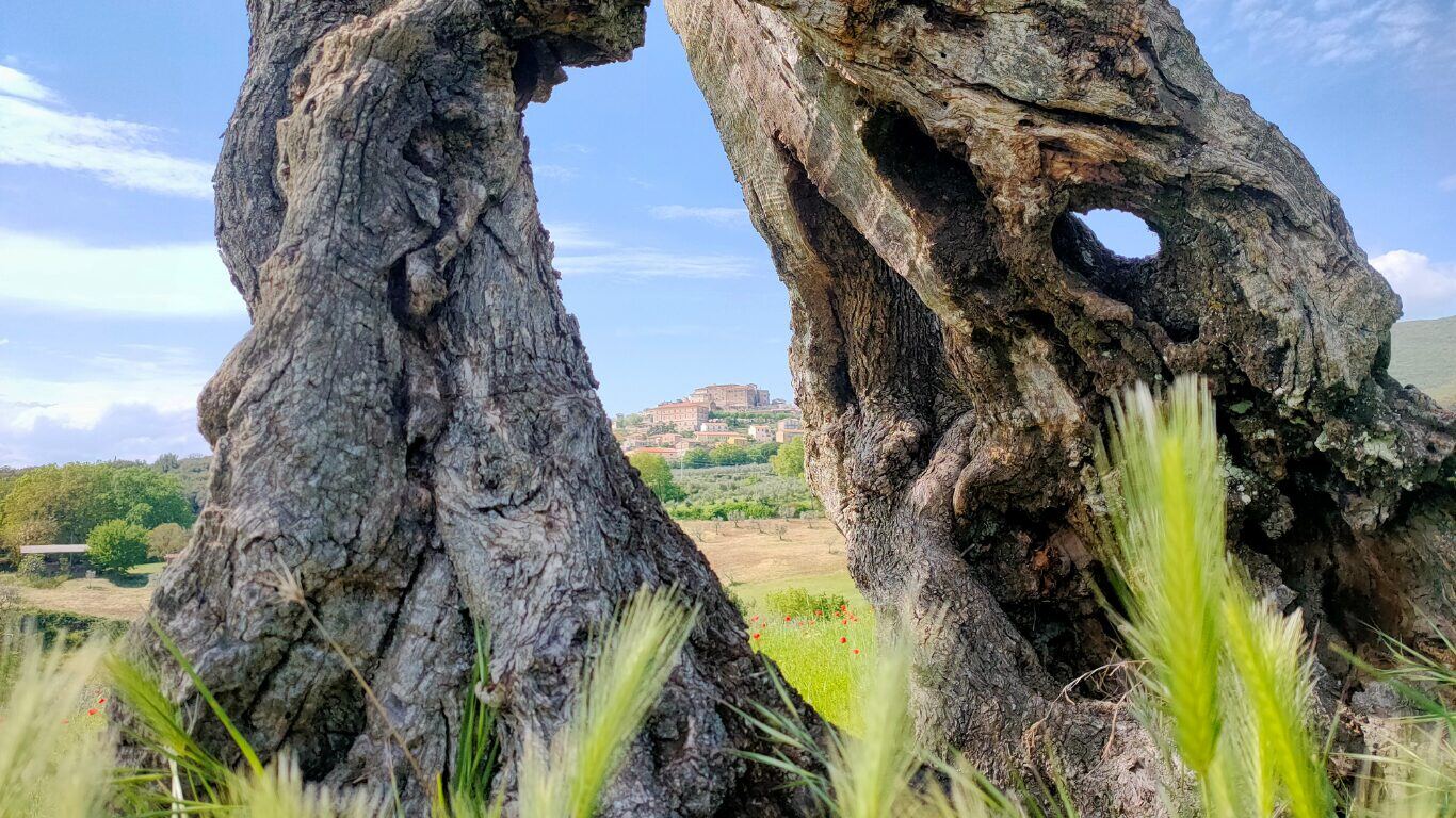 Esperienze sul Territorio e Food Tour